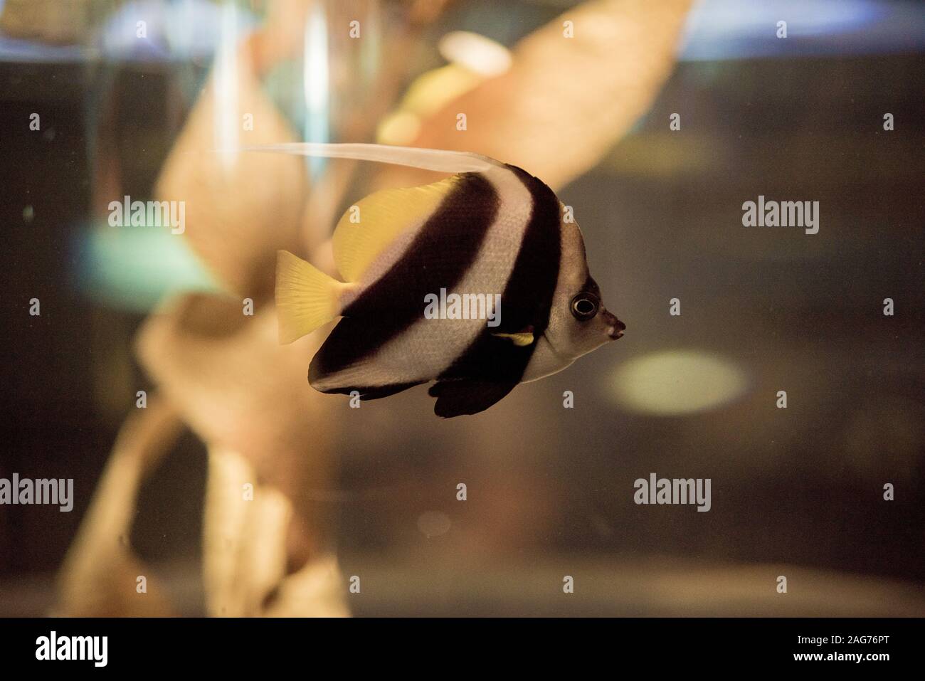 Closeup shot of a Moorish Idol fish underwater with a blurred background Stock Photo