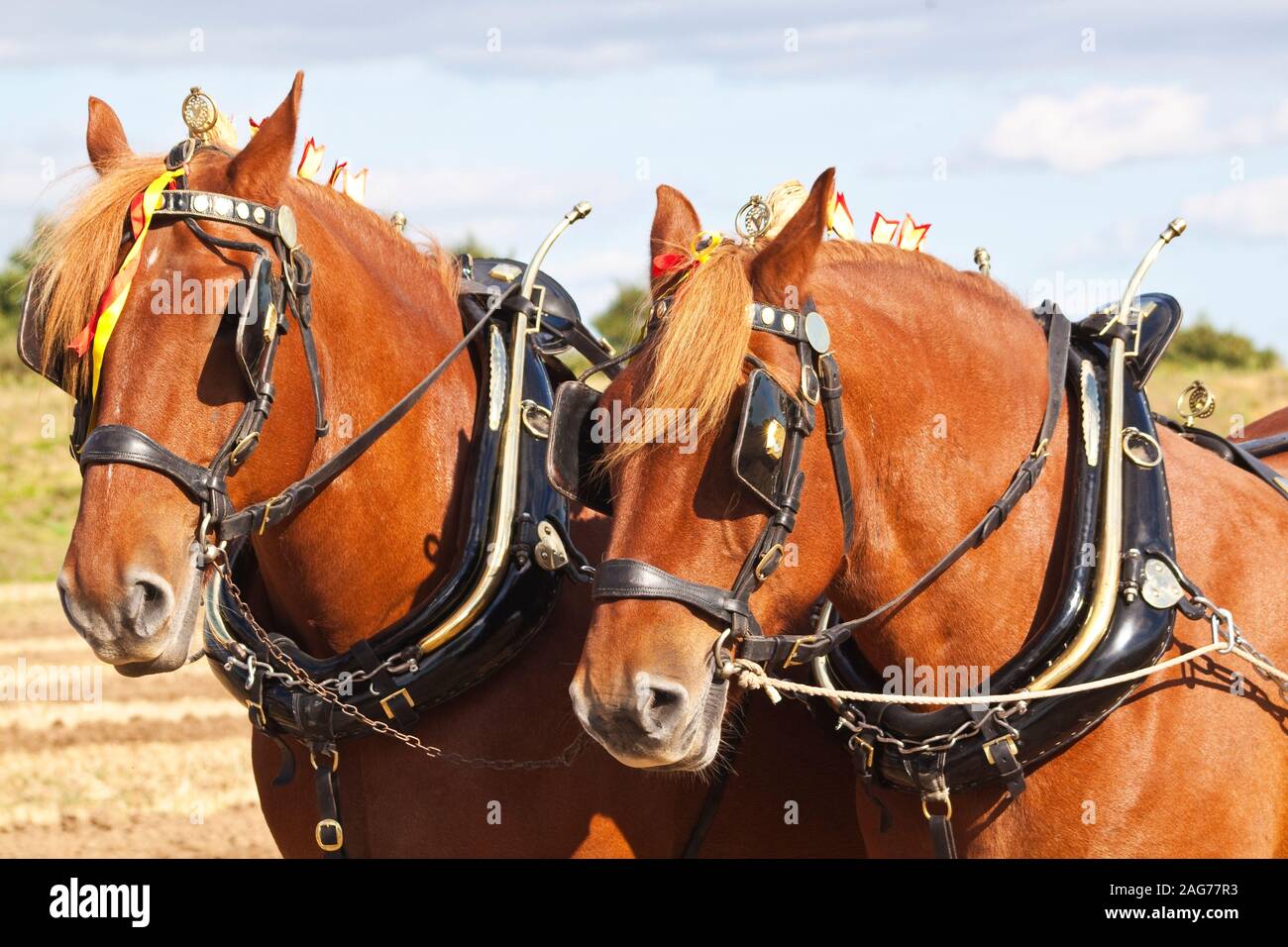A pair of Suffolk punch horses resting after ploughing Stock Photo Alamy