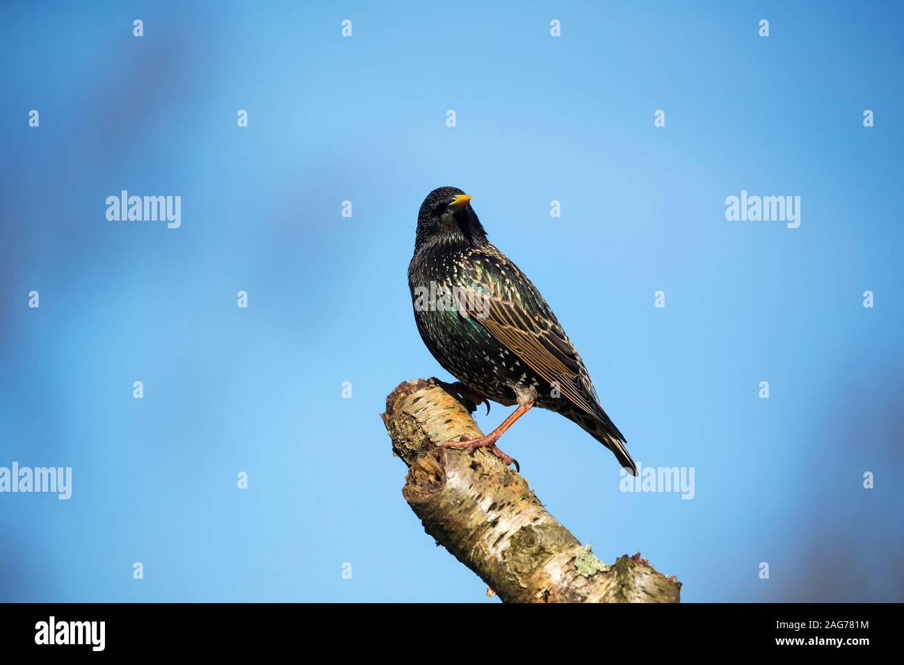 Common starling Sturnus vulgaris male perched on Silver birch Betula pendula branch in a garden, Crow, Ringwood, Hampshire, England, UK, March 2018 Stock Photo