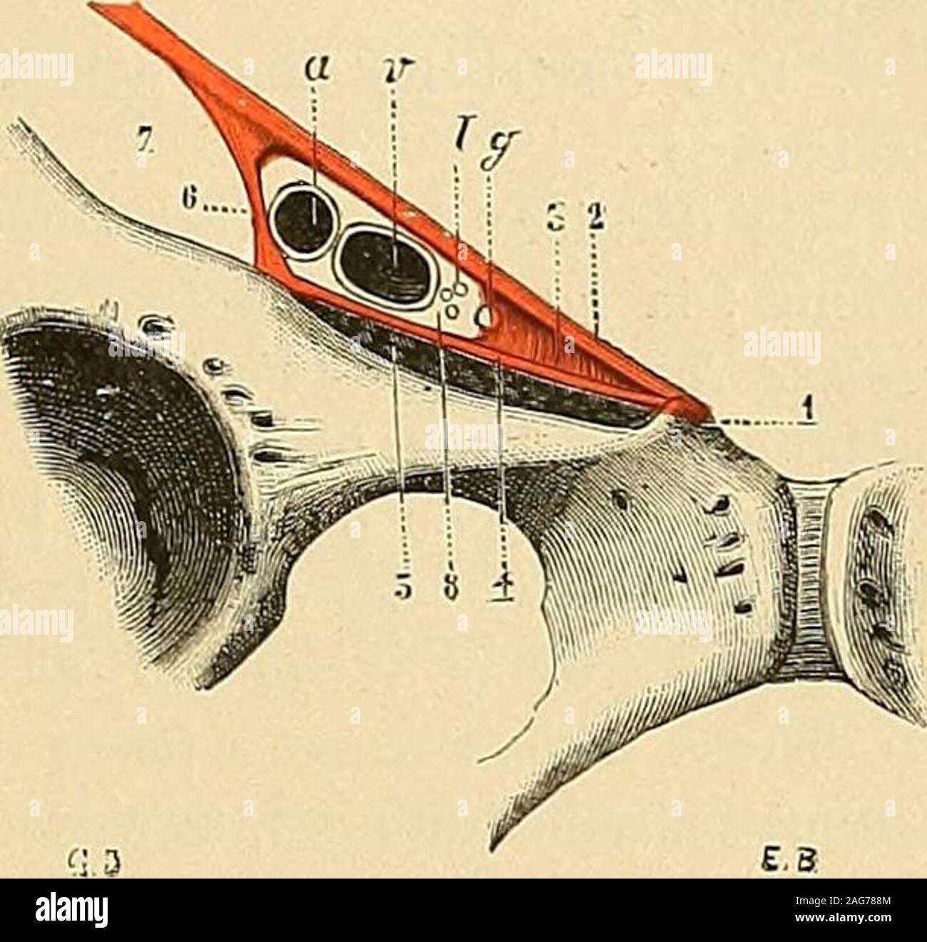 Page 9 Psoas High Resolution Stock Photography And Images Alamy