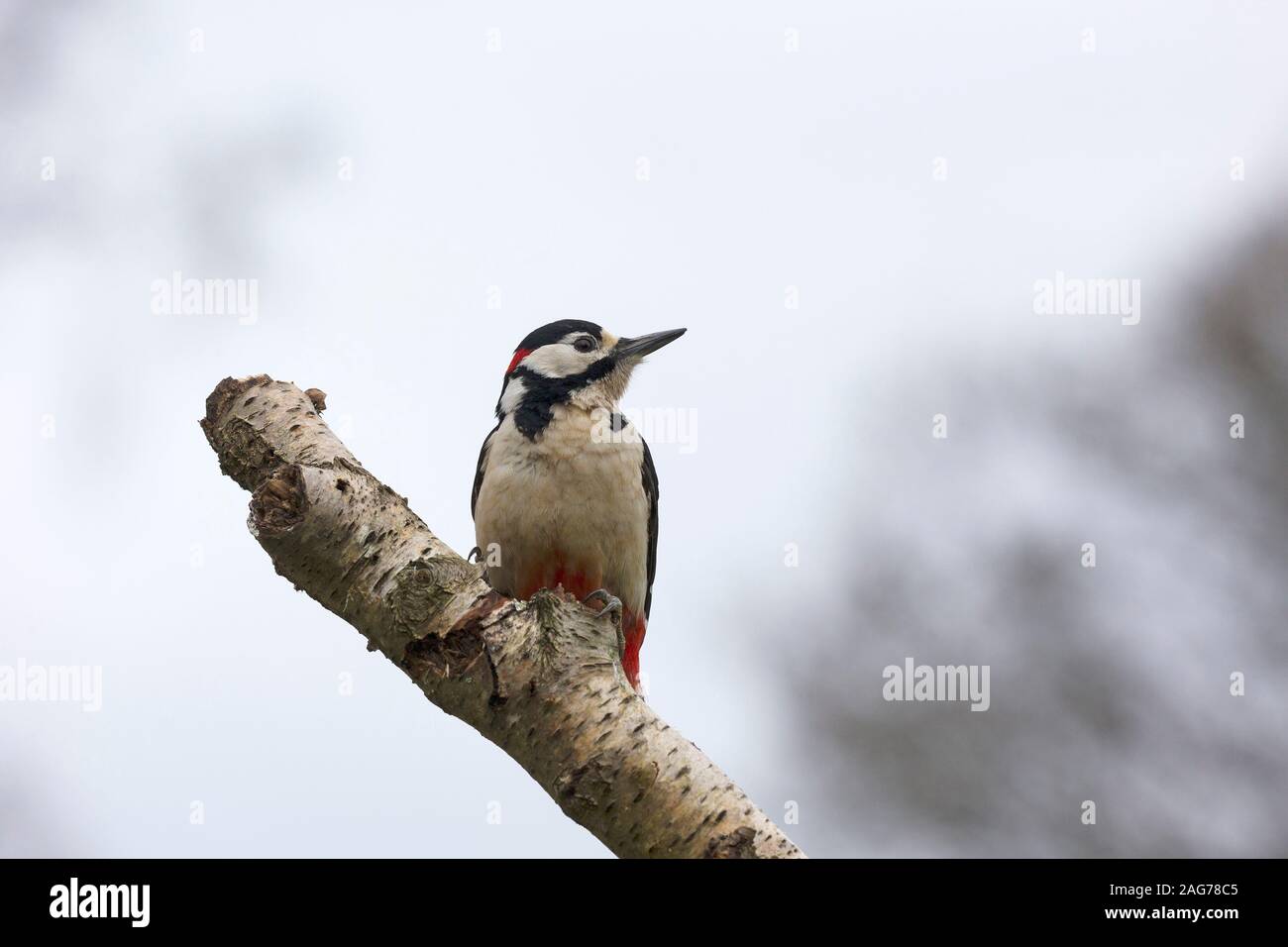 Great spotted woodpecker Dendrocopos major perched on a Silver birch Betula pendula branch in a garden, Crow, Ringwood, Hampshire, England, UK, March Stock Photo