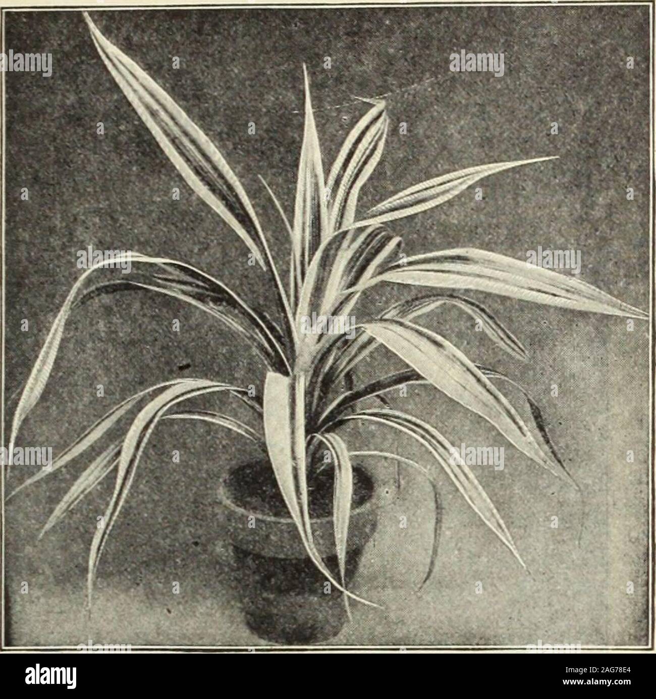 . Dreer's 1913 garden book. HEMRTADREER-PHIIADELPMIA VkIMGARDEM^-GREENHOUSE PLANTS 167. Pandanus Veitchi. OTAHEITE ORANGE. The best of the oranges for pot cuture. It is of dwarf, bushy habit, andbears a profusion of fragrant flowersand edible fruit. Strong plants, 25cts. each. PANAX. Pretty shrubby plants for thewarm conservatory, of neat, com-pact growth. Balfouri. Bold foliage of richivy-green, abundantly splashedwith creamy-white, the edge ofthe leaf entirely white. 50c. each (iracillima. Deep green, deeply-cut foliage. 50 cts. each.Monstrosum aureum. Deep green fol age, with delicate go Stock Photo