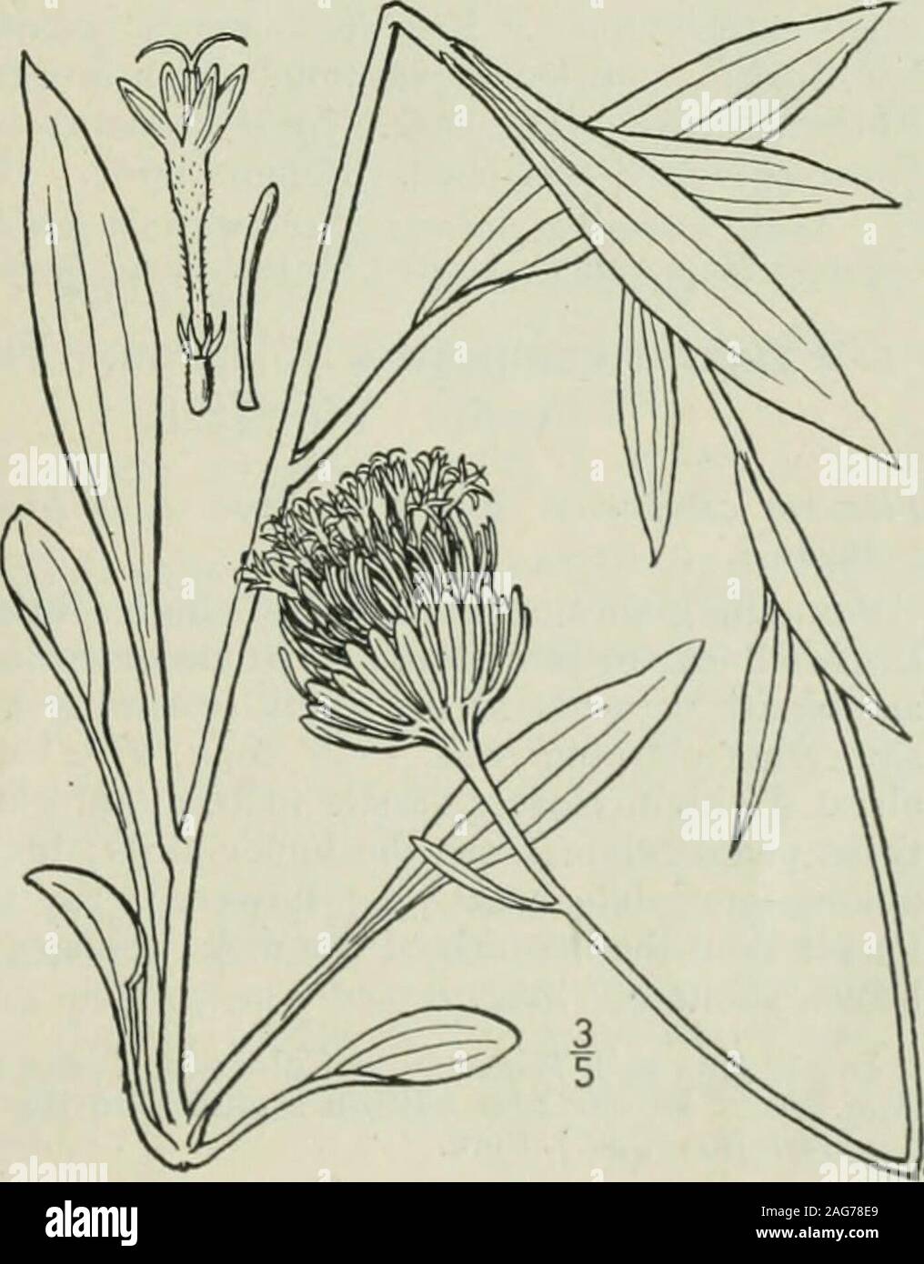 . An illustrated flora of the northern United States, Canada and the British possessions : from Newfoundland to the parallel of the southern boundary of Virginia and from the Atlantic Ocean westward to the 102nd meridian. acutish; chaff of thereceptacle linear, or slightly dilated above; achenes vil-lous on the angles; scales of the pappus ovate, acutish,equalling or longer than the achene. Prairies and hills, Missouri and Kansas to Texas. May-June. 3. Marshallia grandiflora Beadle & Boynton. Large-flowered Marshallia. Fig. 4526. Marshallia grandiflora Beadle & Boynton, Bilt-more Bot.Stud. 1:7 Stock Photo