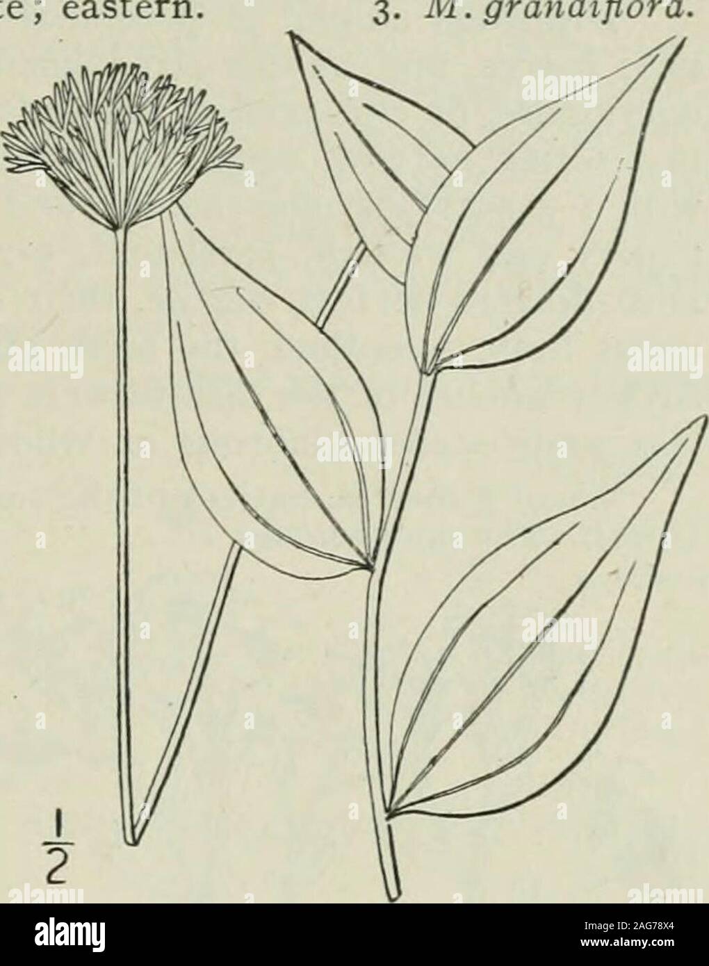 . An illustrated flora of the northern United States, Canada and the British possessions : from Newfoundland to the parallel of the southern boundary of Virginia and from the Atlantic Ocean westward to the 102nd meridian. 2. Marshallia caespitosa Nutt. Xarrow-leaved Marshallia. Fig. 4525.Marshallia caespitosa Nutt.; DC. Prodr. 5: 680. 1836. Stems usually tufted and simple, sometimes sparinglybranched, leafy either only near the base or to beyondthe middle, 8-i5 high. Leaves thick, mostly basal,faintly 3-nerved, linear or linear-spatulate, obtuse, some-times 4 long and 3 wide, the upper ones li Stock Photo