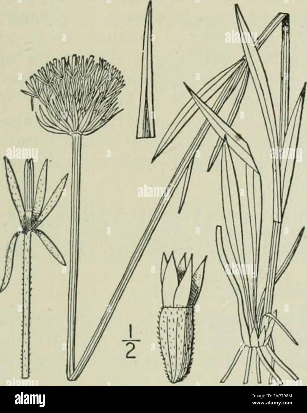. An illustrated flora of the northern United States, Canada and the British possessions : from Newfoundland to the parallel of the southern boundary of Virginia and from the Atlantic Ocean westward to the 102nd meridian. e basal spatulate, or obovate. Chaflf of the receptacle linear; leaves linear; western. Chaff of the receptacle broader; leaves obovate to lanceolate; eastern. I. Marshallia trinervia (Walt.) Porter. Broad-leaved Alarshallia. Fig. 4524. Athanasia trinervia Walt. Fl, Car. 201. 1788.Marshallia Schreberi Gmelin, Syst. 1208. 1791.Marshallia latifolia Pursh, Fl. Am. Sept. 519. 181 Stock Photo