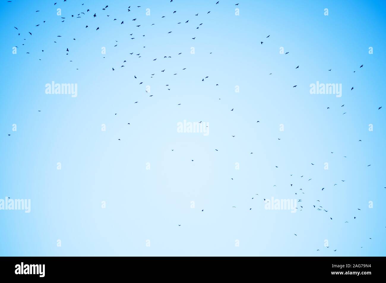 Birds flying in the blue sky Stock Photo - Alamy