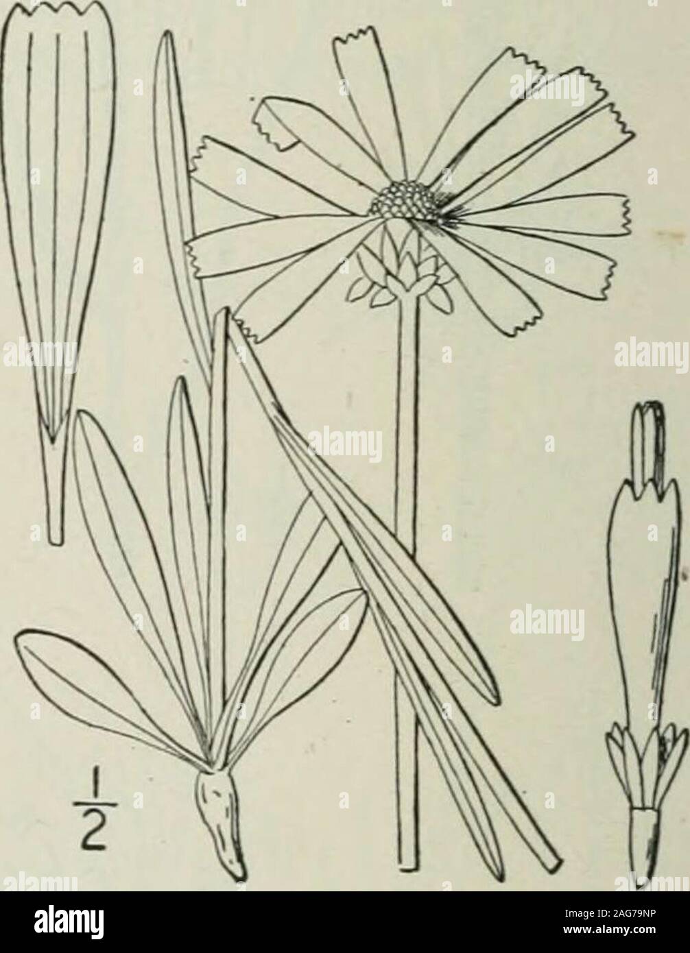 . An illustrated flora of the northern United States, Canada and the British possessions : from Newfoundland to the parallel of the southern boundary of Virginia and from the Atlantic Ocean westward to the 102nd meridian. a (according to Torrey and Gray) ;North Carolina to Florida and Louisiana. July-Sept. 76. MARSHALLIA Schreb.; Gmelin, Syst. 1208. 1791.Perennial, often tufted, simple or branched herbs, with basal or alternate, entire leaves, and large long-peduncled discoid heads of purple, pink or white, glandular-pubescent flowers.Involucre hemispheric or broadly campanulate. its bracts in Stock Photo