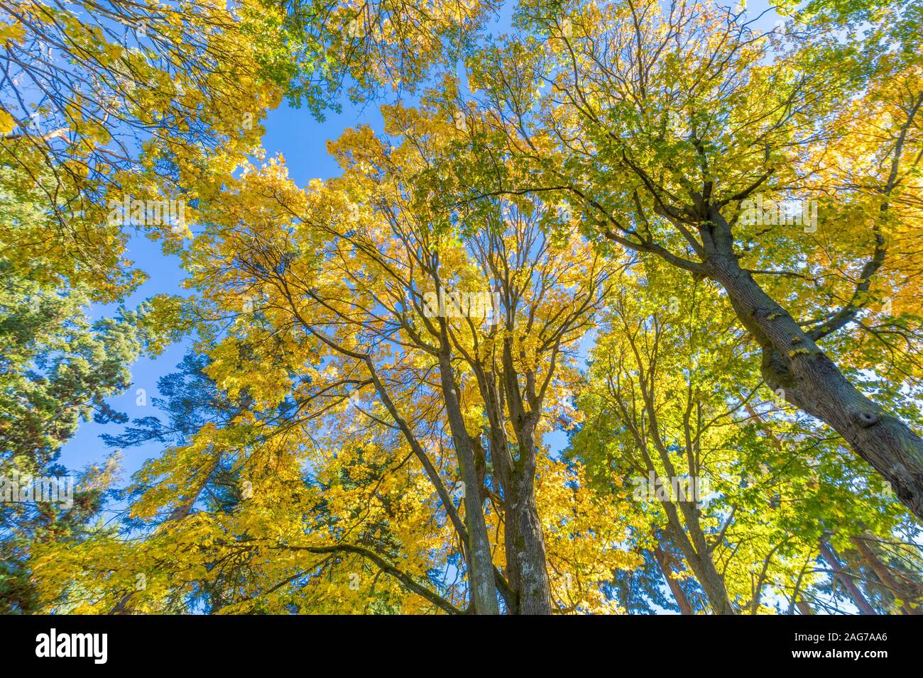 Low angle shot of the beautiful trees with yellow and green leaves ...