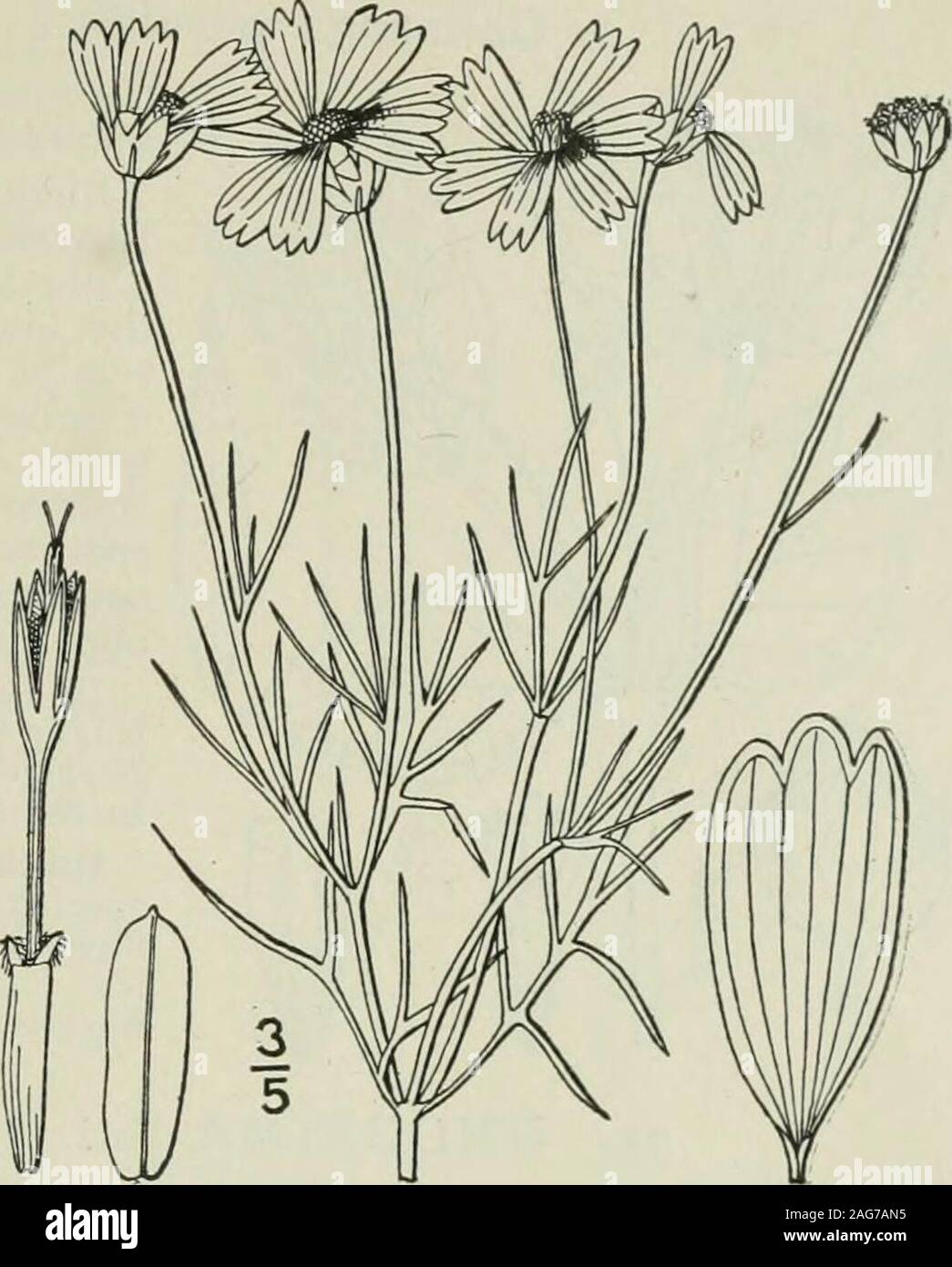 . An illustrated flora of the northern United States, Canada and the British possessions : from Newfoundland to the parallel of the southern boundary of Virginia and from the Atlantic Ocean westward to the 102nd meridian. Genus yi. THISTLE FAMILY. 501 2. Thelesperma intermedium Rydb.Stiff Thelesperma. Fig. 4520. Thelesperma intermedium Rydb. Bull. Torr. Club27: 631. 1900. Perennial from a deep woody root and slen-der rootstocks; stem rigid, usually muchbranched, i°-il° high. Leaves usually numer-ous, ii-2 long, bipinnately divided into entire,rigid, linear segments, but less compound thanthose Stock Photo