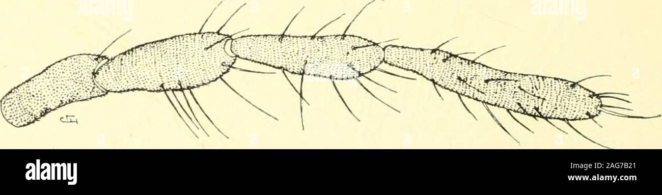 . Report of the State Entomologist on injurious and other insects of the state of New York. Fig. 68 Coquillettomyialobata,male palpus (enlarged, original) Fig. 69 C o -quillettomyialob at a, side viewof anterior clawof male (enlarged,original) narrowly rounded; ventral plate long, slender, broadly and slightlyemarginate. Type Cecid. 176. (See plate 10, fig. 3). Fig. 70 Coquillettomyia lobata, palpus of female (enlarged, original) Coquillettomyia texana Felt 1908 Felt, E, P. N. Y. State Mus. Bui. 124, p. 398 The male was reared September 3, 1907 by E. S. Tucker from acage containing young oats, Stock Photo