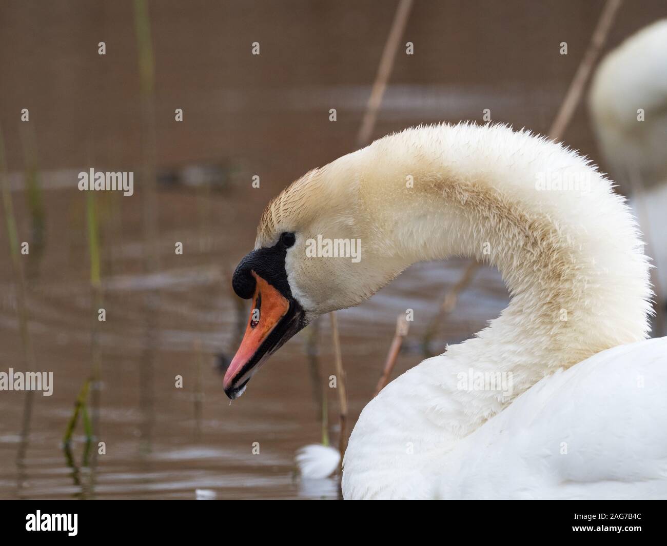 Mute swan Cygnus olor in a reedbed pool, Greylake RSPB Reserve, near