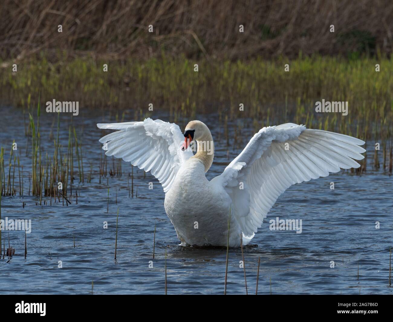 Mute swan Cygnus olor adult in a reedbed pool wingstretching after