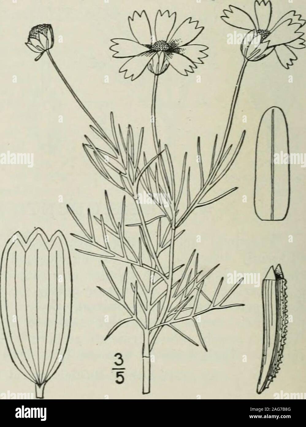 . An illustrated flora of the northern United States, Canada and the British possessions : from Newfoundland to the parallel of the southern boundary of Virginia and from the Atlantic Ocean westward to the 102nd meridian. than the width of the achene ; perennial. 3. T. gracile. I. Thelesperma trifidum (Poir.) Brit-ton. Fine-leaved Thelesperma.Fig- 4519- Coreopsis trifida Poir. in Lam. Encycl. Suppl. 2 : 353. 1811.Thelesperma filifolium A. Gray, Kew. Journ. Bot. I : 252. 1849.Thelesperma trifidum Britton, Trans. X. Y. Acad. Sci. 9 : 182. 1890. Annual or biennial; stem branched, i°-3°high. Leave Stock Photo