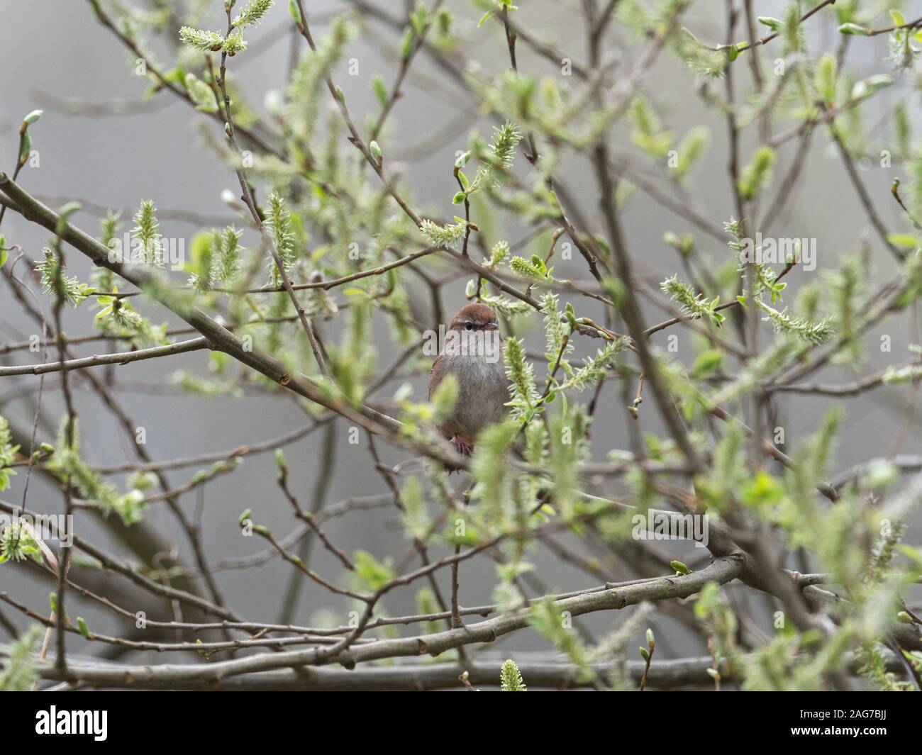 Cetti's warbler Cettia cetti perched in a willow tree, Westhay Moor Nature Reserve, Somerset Wildlife Trust Reserve, part of the Avalon Marshes, Somer Stock Photo