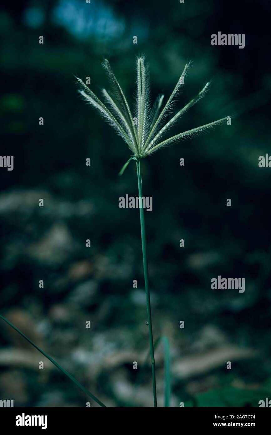 Wild grass in nature tropical rainforest Stock Photo Alamy