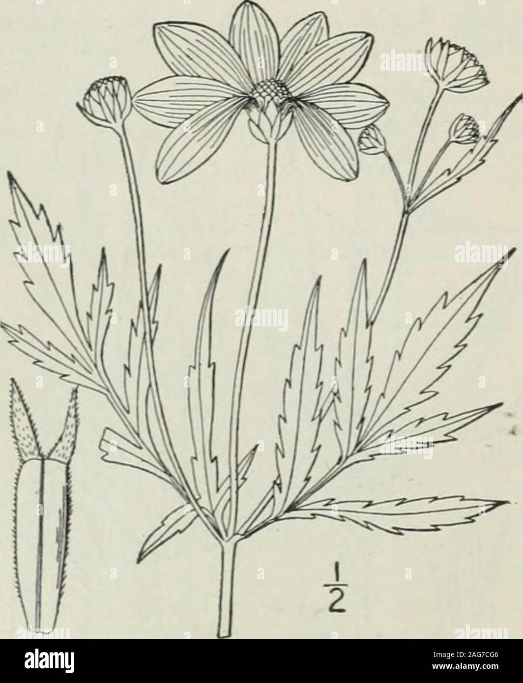 . An illustrated flora of the northern United States, Canada and the British possessions : from Newfoundland to the parallel of the southern boundary of Virginia and from the Atlantic Ocean westward to the 102nd meridian. perma var. tenuiloba A. Gray, Syn. FI. I : Part 2, 295. 1884.Bidens trichosperma tenuiloba Britton, Bull. Torr. Club 20 : 281. 1893. Annual or biennial, glabrous; stem tall, obscurelyquadrangular, much branched, 2°-5° high. Lowerleaves petioled, 4-8 long, pinnately divided into 5-7lanceolate or linear, acuminate, sharply serrate, in-cised or nearly entire, sessile or short-st Stock Photo
