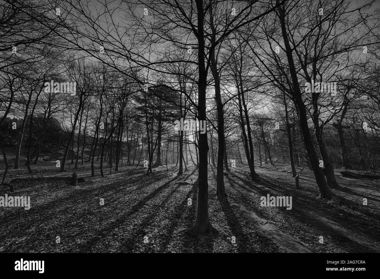 Low angle grayscale shot of tall trees in the middle of the forest during sunset Stock Photo