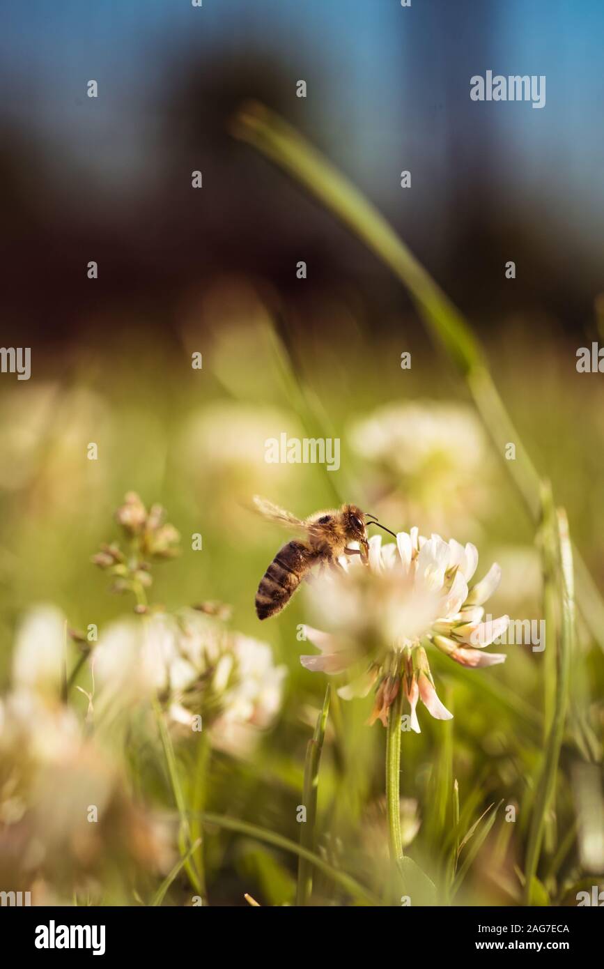 Honey Bee in collecting pollen Stock Photo Alamy