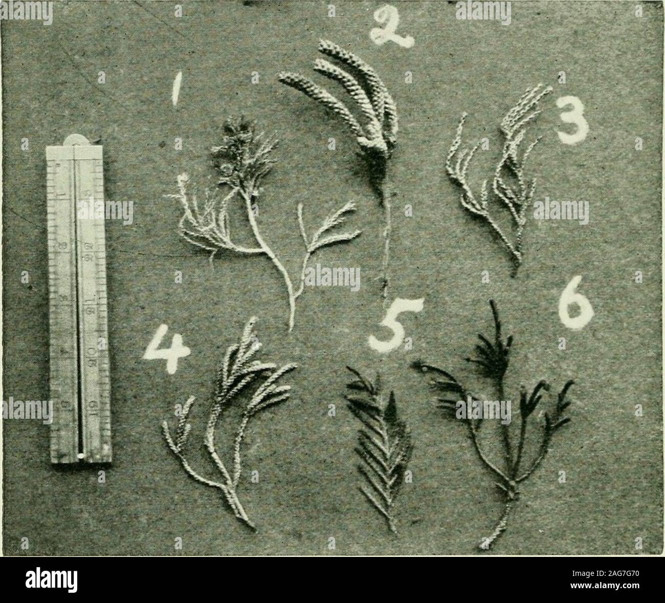 Ozothamnus hi-res stock photography and images - Alamy