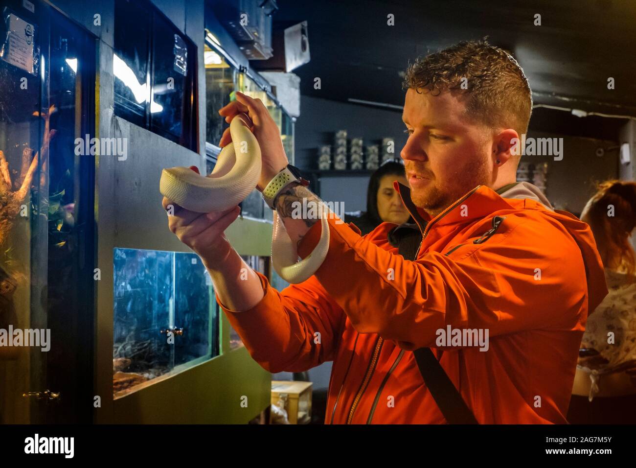 A man holding a snake in a reptile shop. Stock Photo