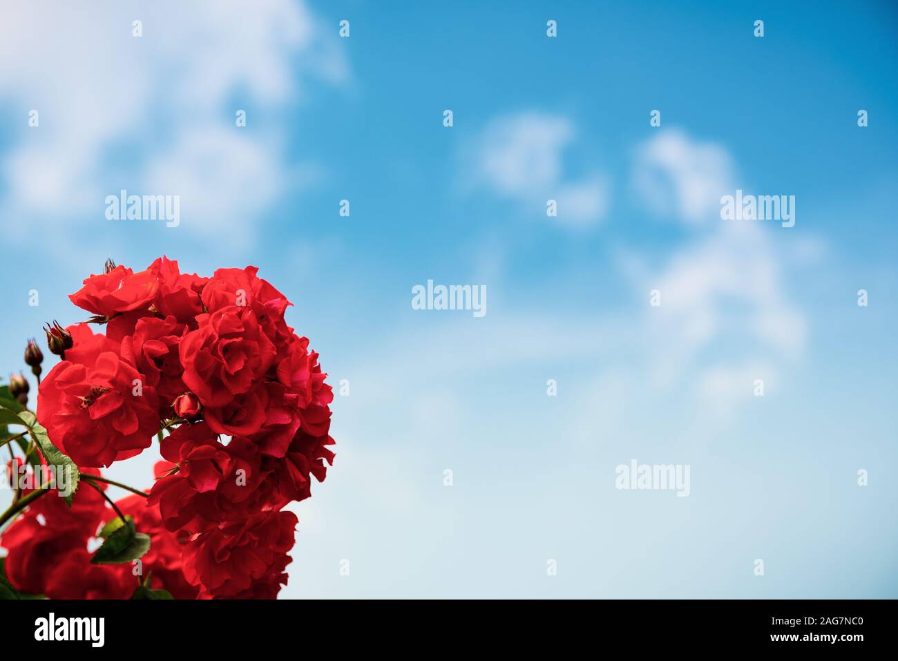 Red roses on blue sky Stock Photo - Alamy