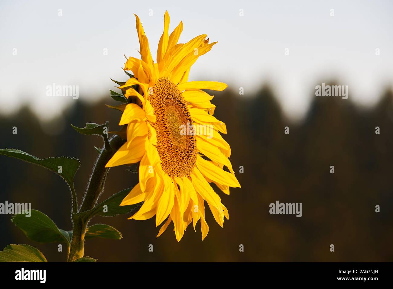 Sunflower at the field Stock Photo - Alamy