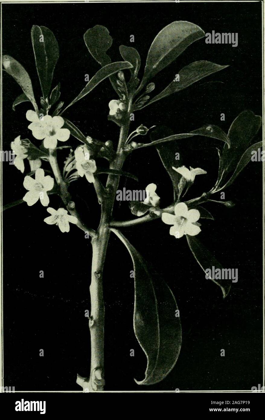 . Plants of New Zealand. Fig. 119. Ngaio tree on the sea-beach. Myoporum laetum {The Ngaio). A small tree, 10 ft.-20 ft. in height. Leaves 2 in.-4 in. long, lanceolate, acute,,partially serrate, bright-green, shining. Flowers 2-6 together. Corolla J in.-§ in.broad, white, spotted with lilac. Drupe jin. long. Both islands : usuallynear the sea-shore. Fl. Oct.-Dec. The Ngaio tree is well known throughout the islands.Though not restricted to the sea-coast, it is seldom foundfar inland. At times it may be met with growing almostwithin high-water mark. When young, it is a beautiful^ THE VEEBENA FAM Stock Photo