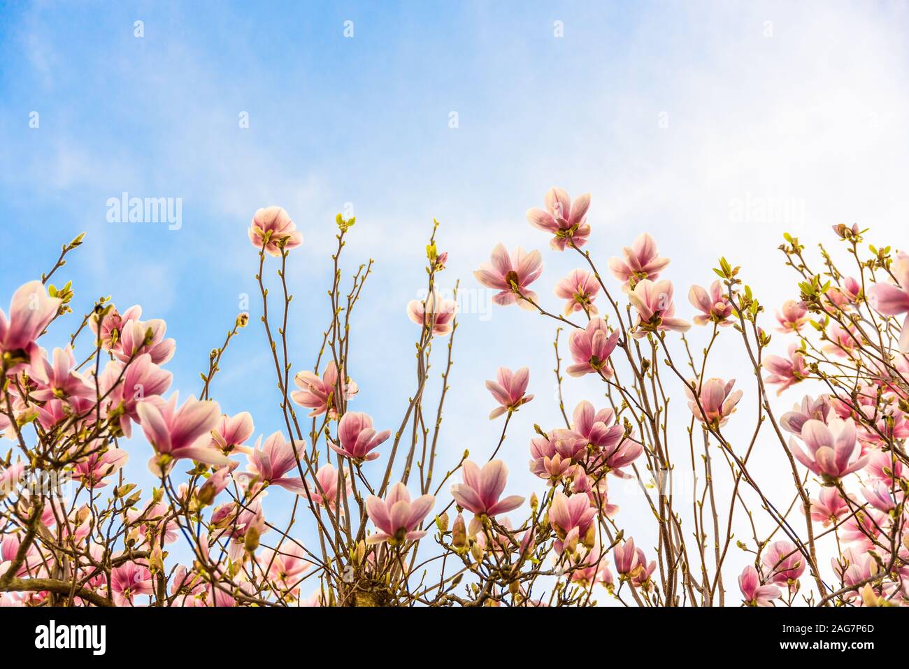 Magnolia pink blossom tree flowers Stock Photo - Alamy