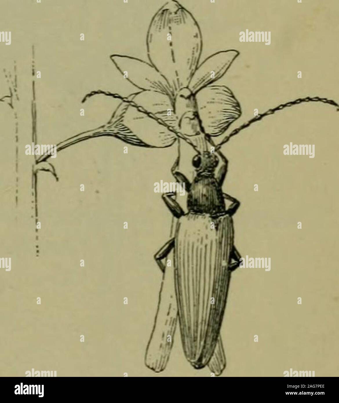 Lip Strap High Resolution Stock Photography and Images Alamy