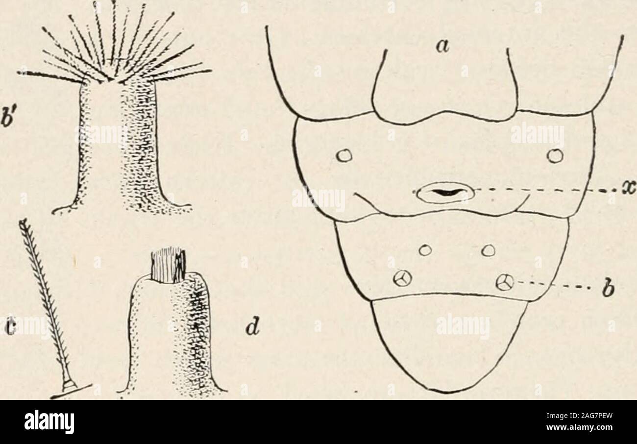 . Ants; their structure, development and behavior. an ants c;m -ing ...