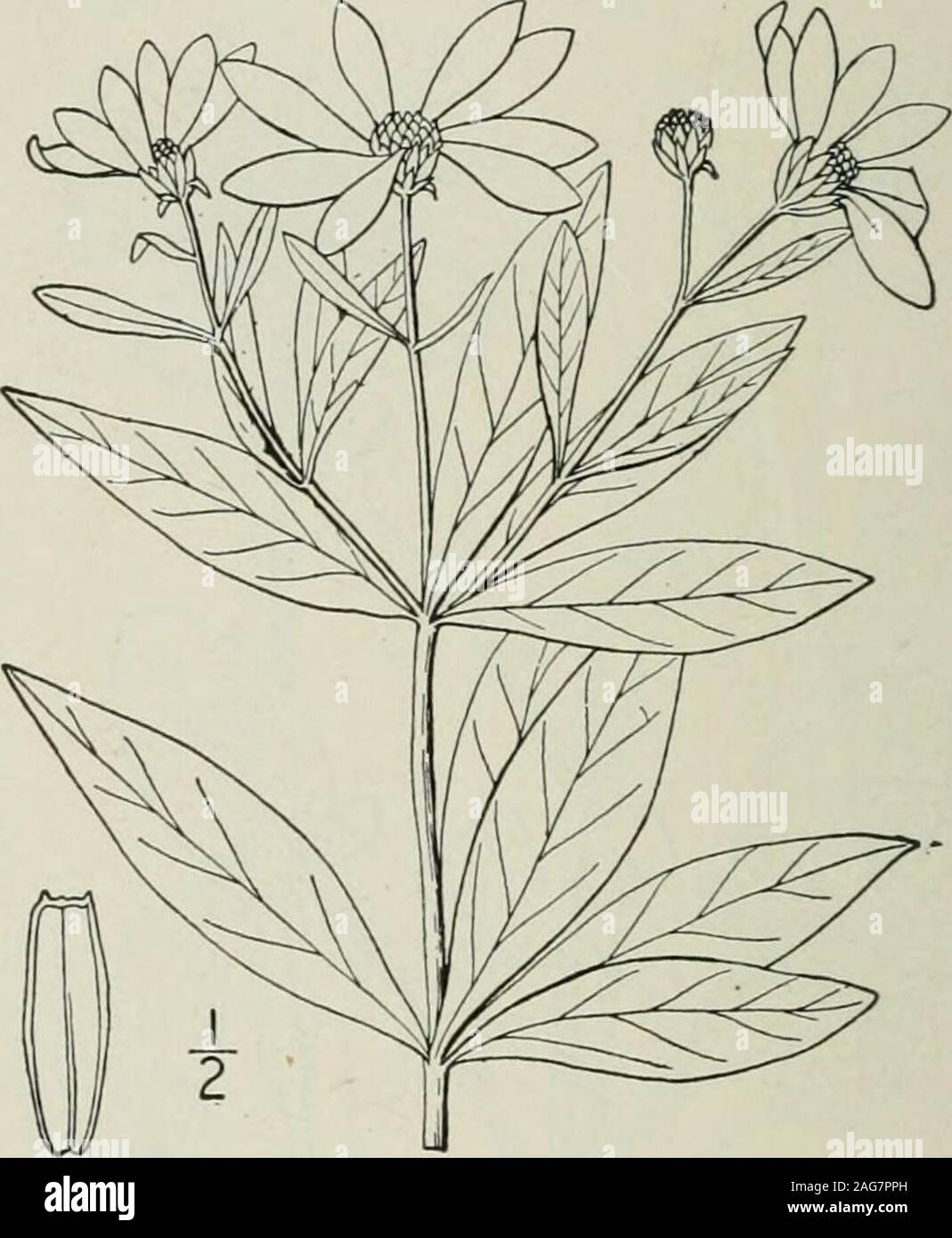 . An illustrated flora of the northern United States, Canada and the British possessions : from Newfoundland to the parallel of the southern boundary of Virginia and from the Atlantic Ocean westward to the 102nd meridian. g. Coreopsis verticillata L. WhorledTickseed. Fig. 4500. Coreopsis verticillata L. Sp. PI. 907. i753- Perennial; stem stiff, much branched, slender,leafy, i°-2° high. Leaves sessile, glabrous, 2-3-ternately dissected into linear-filiform entire seg-ments; heads numerous, I-ii broad; involucrehemispheric, or short-cylindric in fruit, glabrous,its outer bracts linear, obtuse, c Stock Photo