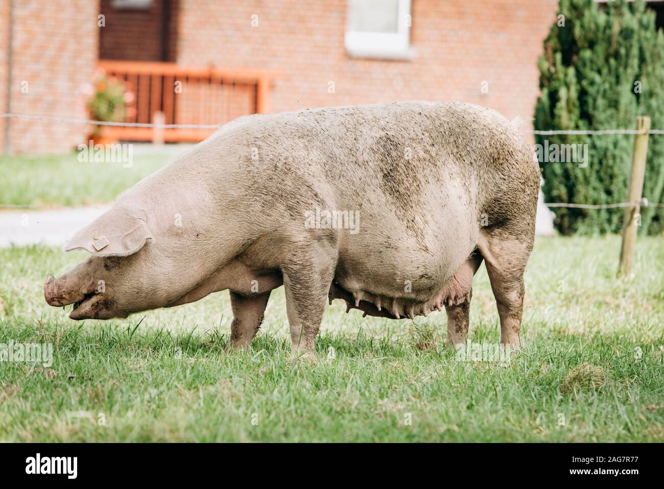 Pigs eating on a meadow in an organic meat farm Stock Photo Alamy