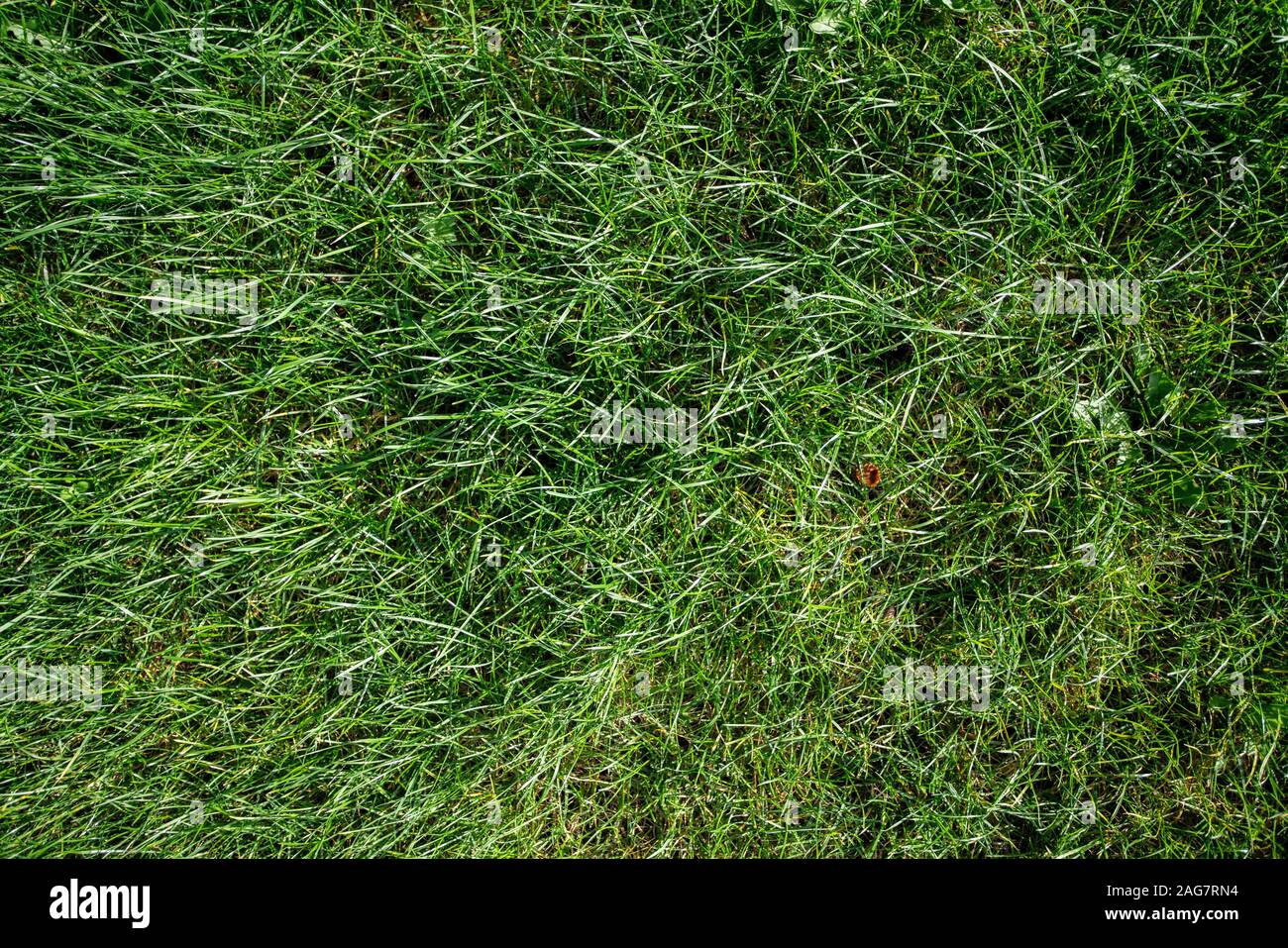 Green Grass Natural Background Top View Green Grass Texture