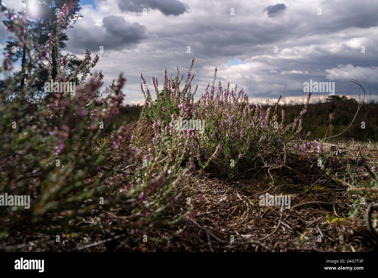 Beautiful shot of an English lavender field under the storm clouds - great for a cool background Stock Photo