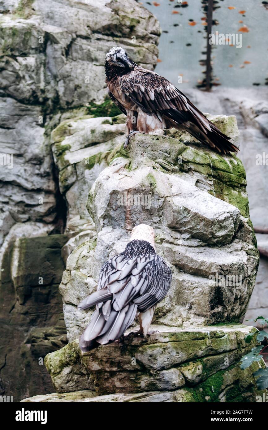 Vulture bearded sitting in the steppe on the rocks Stock Photo