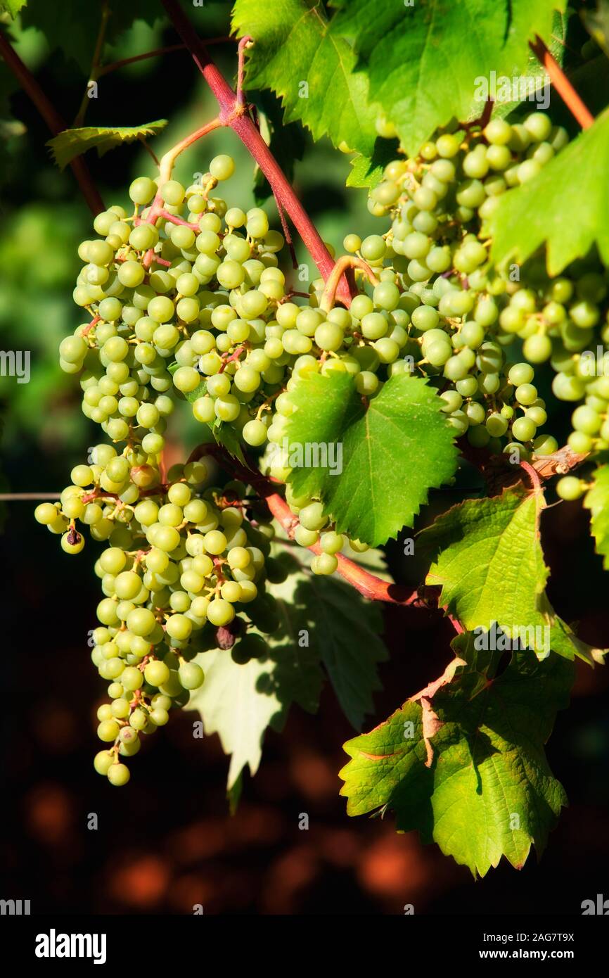 croatia, istria - closeup of wine grapes at vineyard in summer Stock Photo