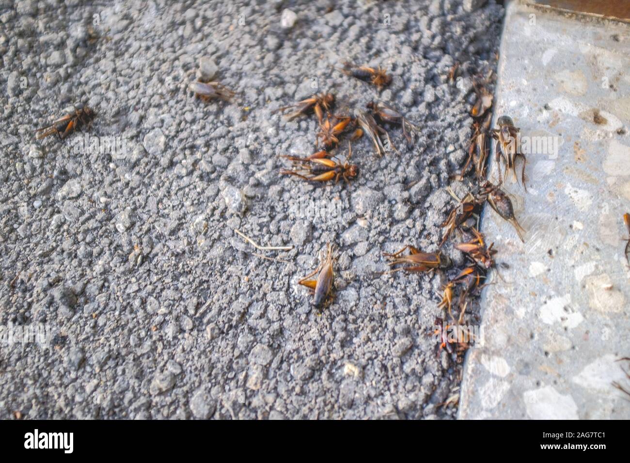 Closeup shot of dead crickets on the ground during daytime Stock Photo