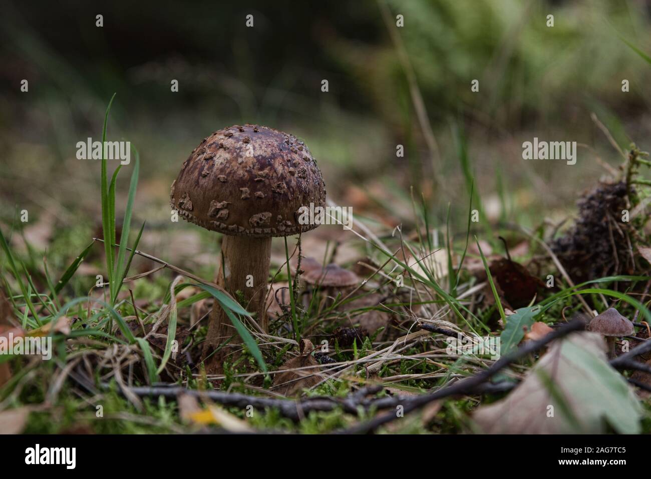 Selective focus closeup shot of an agaric mushroom growing in the middle of a forest Stock Photo