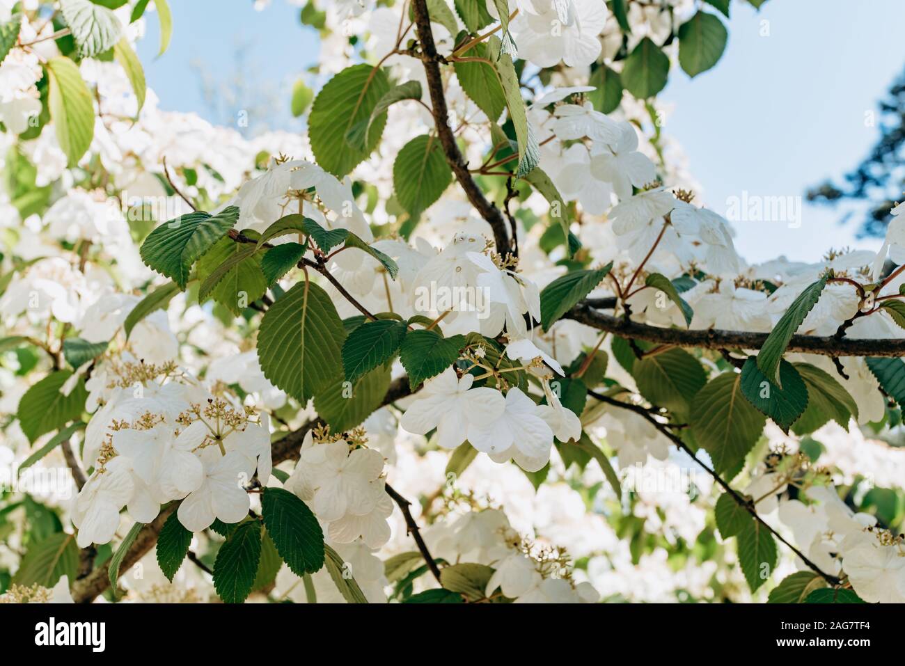 Branches of flowering viburnum plicatum mariesii Stock Photo