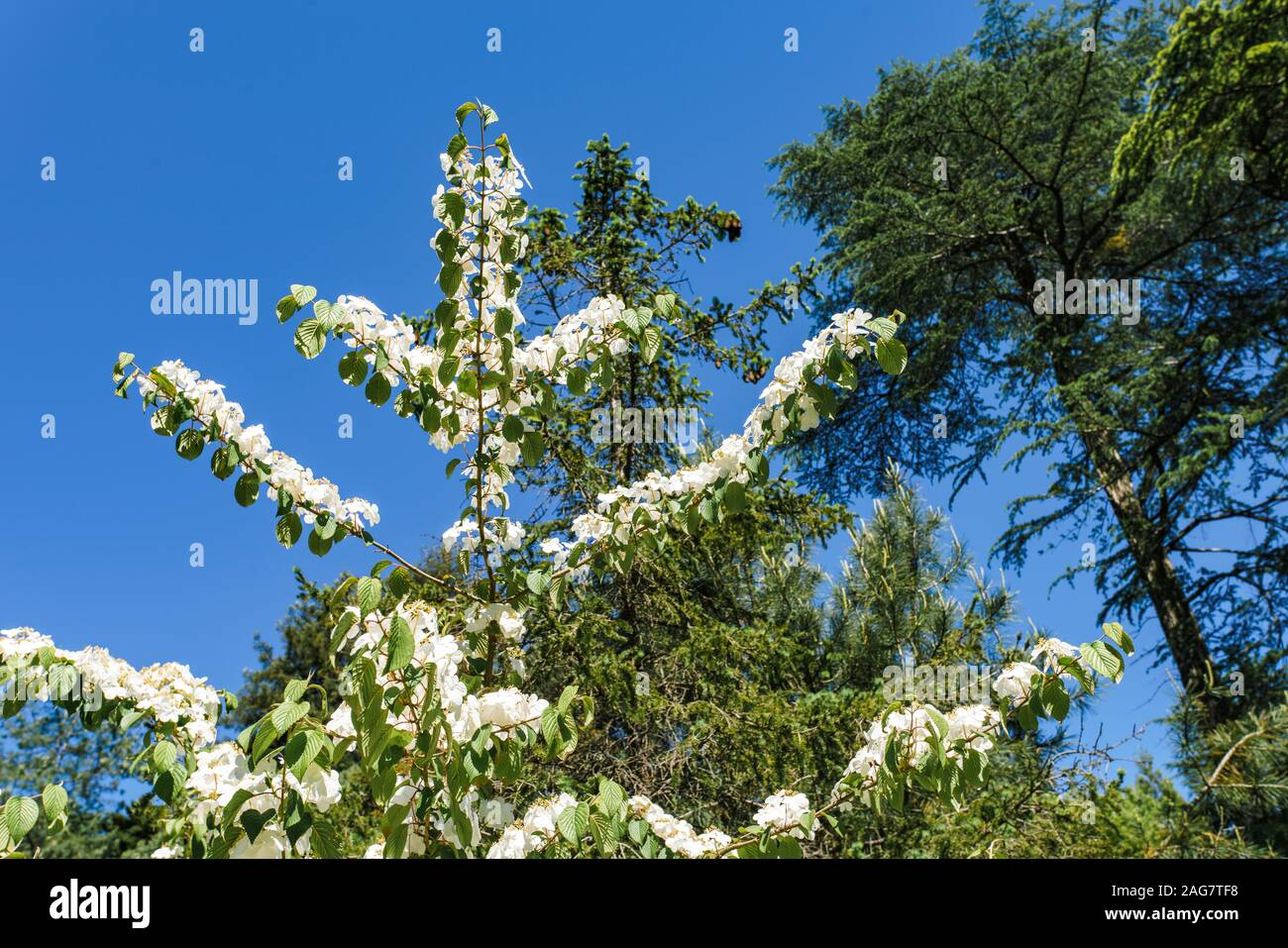 Branches of flowering viburnum plicatum mariesii Stock Photo