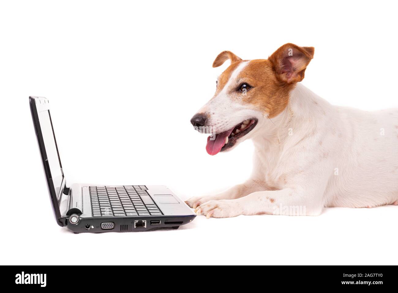 jack russell dog using a computer and browsing the internet Stock Photo