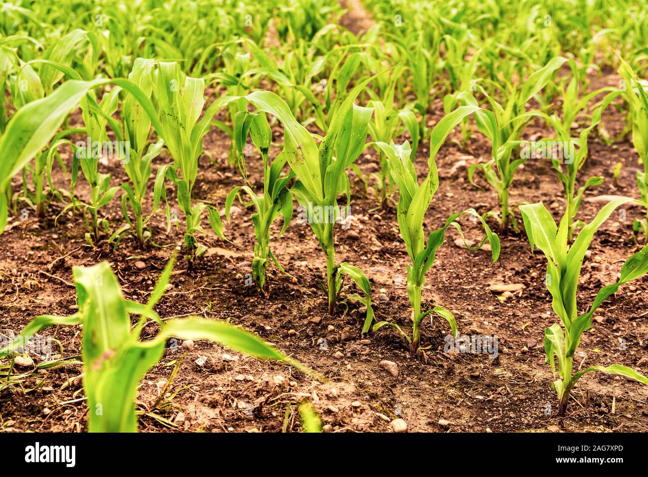 Young cornfield rows growing hi-res stock photography and images - Alamy