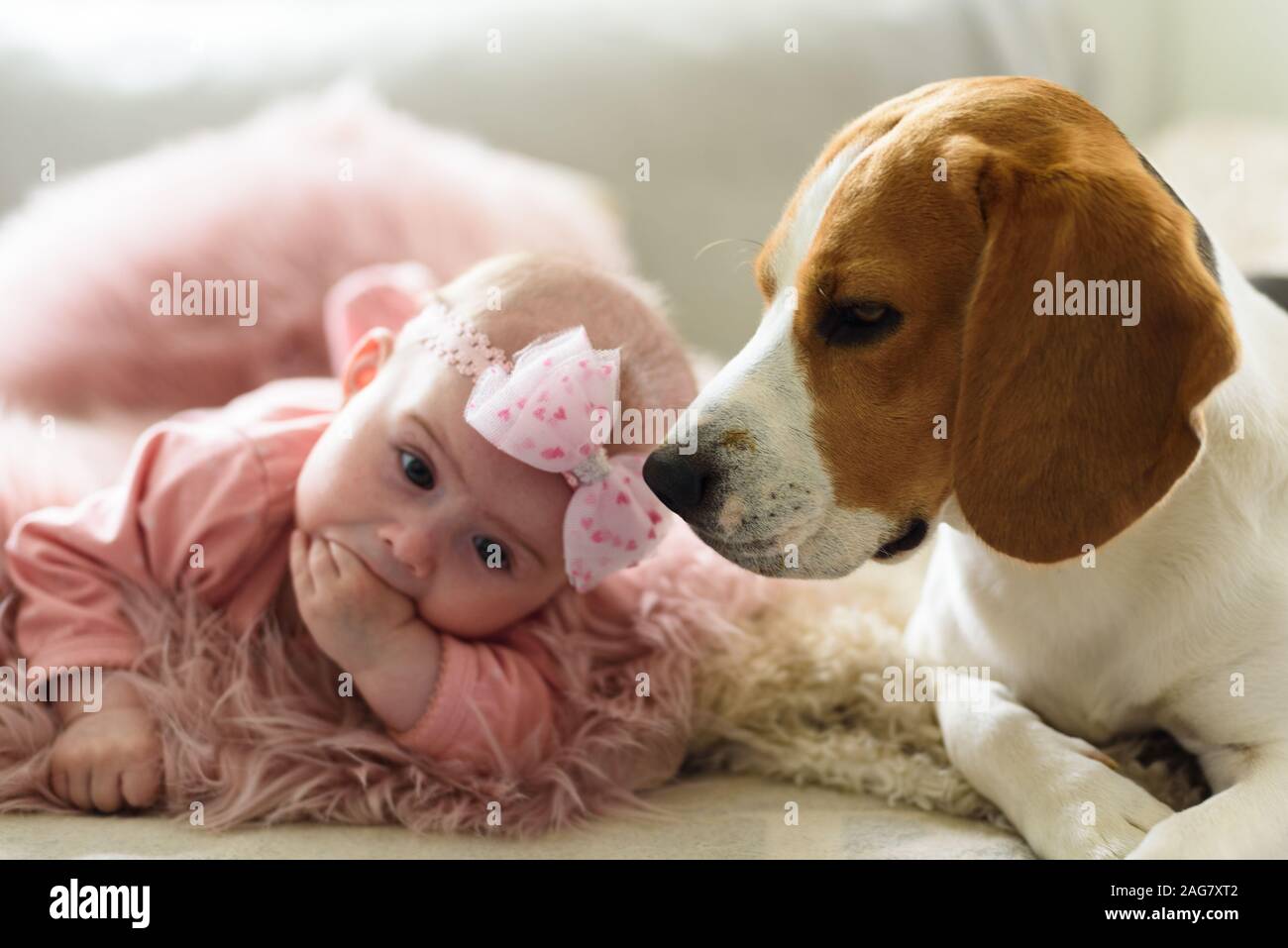 Baby beagle 2025