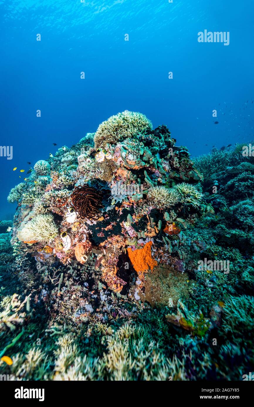 Coral reef scene underwater sunlight flares Stock Photo Alamy