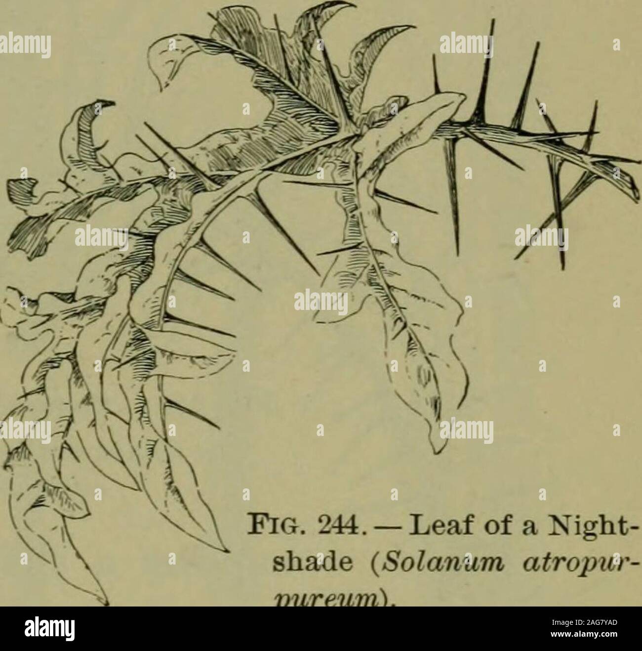 . Foundations of botany. the honey locust (Fig. 34), whose formida-ble thorns often branch in a very complicated man-ner. Thorns, which arereally modified leaves, arevery perfectly exempli-fied in the barberry (Fig.243). It is much com-moner to find the leafextending its midrib orits veins out into spinypoints, as the thistle does, or bearing spines or prickles onits midrib, as is the case with the nightshade shown in Fig.244, and with so many roses. Prickles, which are merelyhard, sharp-pointed projections from the epidermis, are oftoo common occurrence to need illustration. Stipules are not Stock Photo