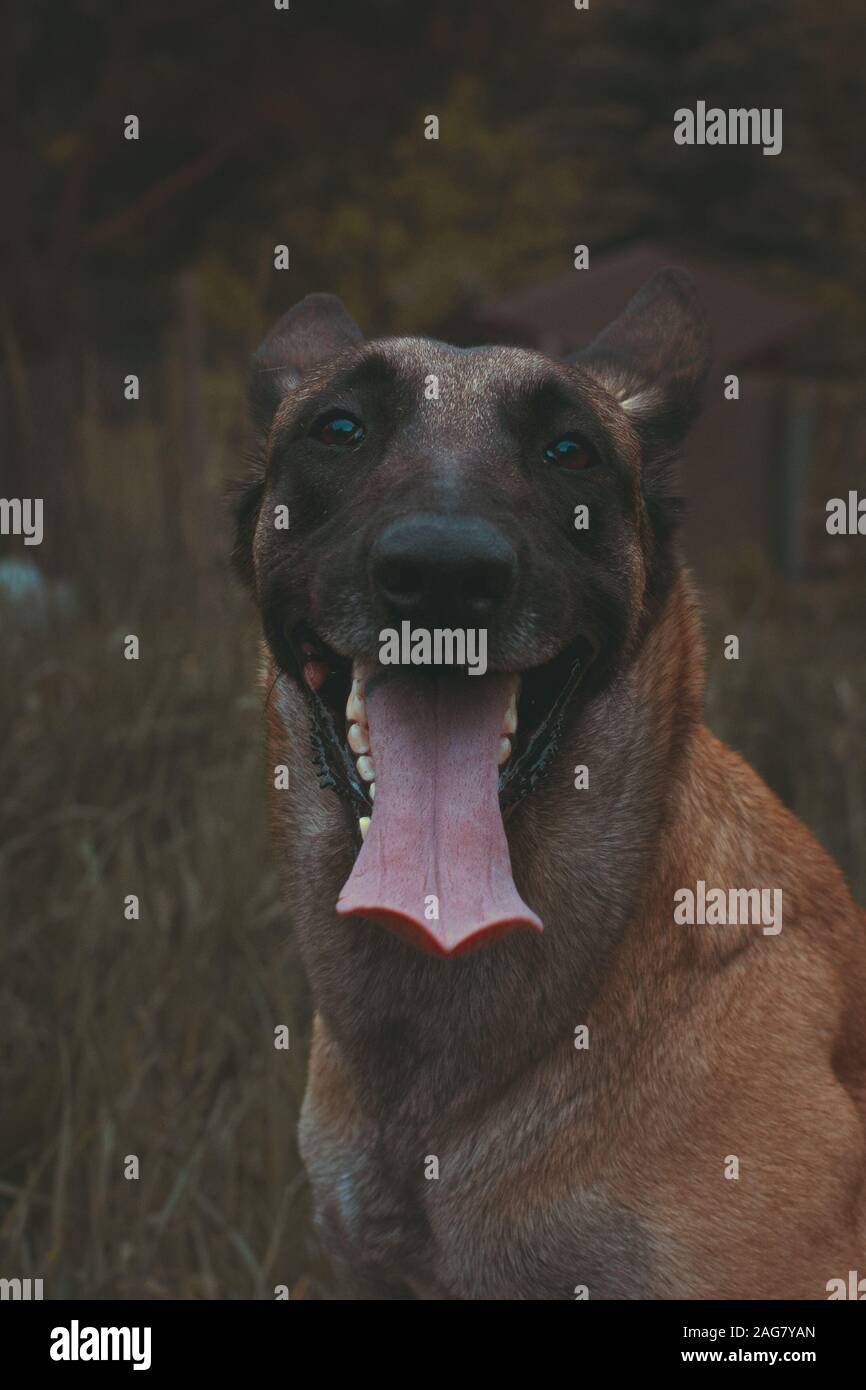 Vertical shot of  a Taiwan dog sticking its tongue out to get attention Stock Photo