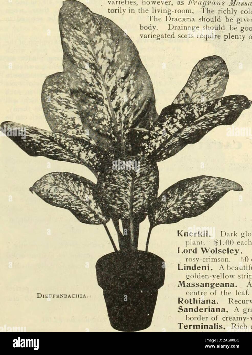 . Dreer's 1913 garden book. plants. $1.50 each.Indivisa. This variety is used very extensively as a cenireplant for vases, porch and window boxes, etc. It standsfull exposure to the sun, and its long, narrow, gracefulfoliage contrasts beautifully with other plants. 25 cts., 50cts. and $1.00 each.Knerkii. Dark glossy green leaves; makes a bold specimen, and is a good house plant-. $1 .00 eac h.Lord Wolseley. Long, narrow, recurving foliage, which colors to a very bright rosv-crimson. 50 cts. each.Lindeni. A beautiful variegated form of Jfyagraws, with broad green foliage and golden-yellow strip Stock Photo