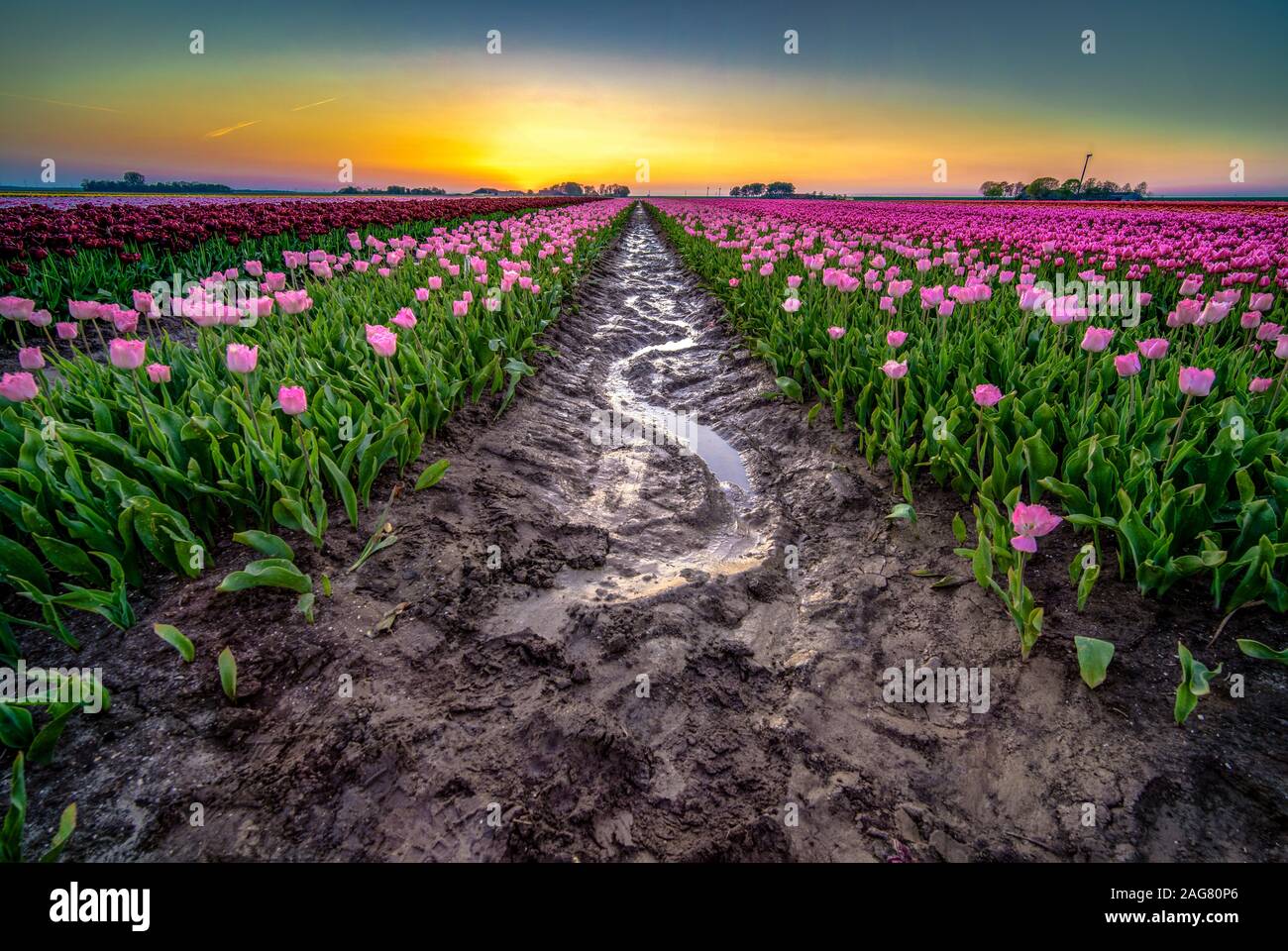 Beautiful shot of reflective rainwater in the middle of a tulips field in the Netherlands Stock Photo
