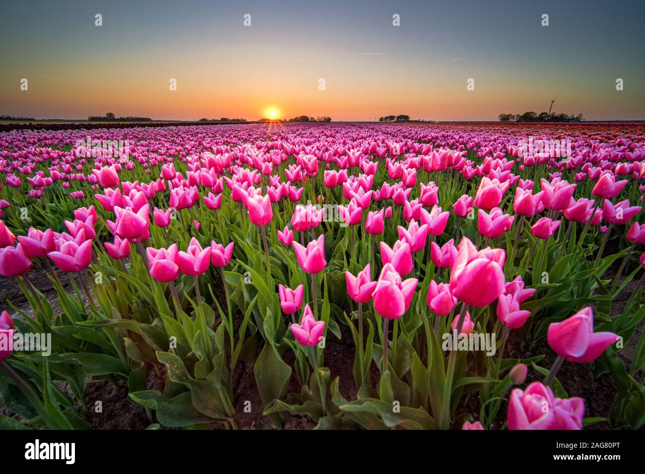 North Cascades Photography Skagit Valley Tulips | cascadeloop.com, image size:1300x956