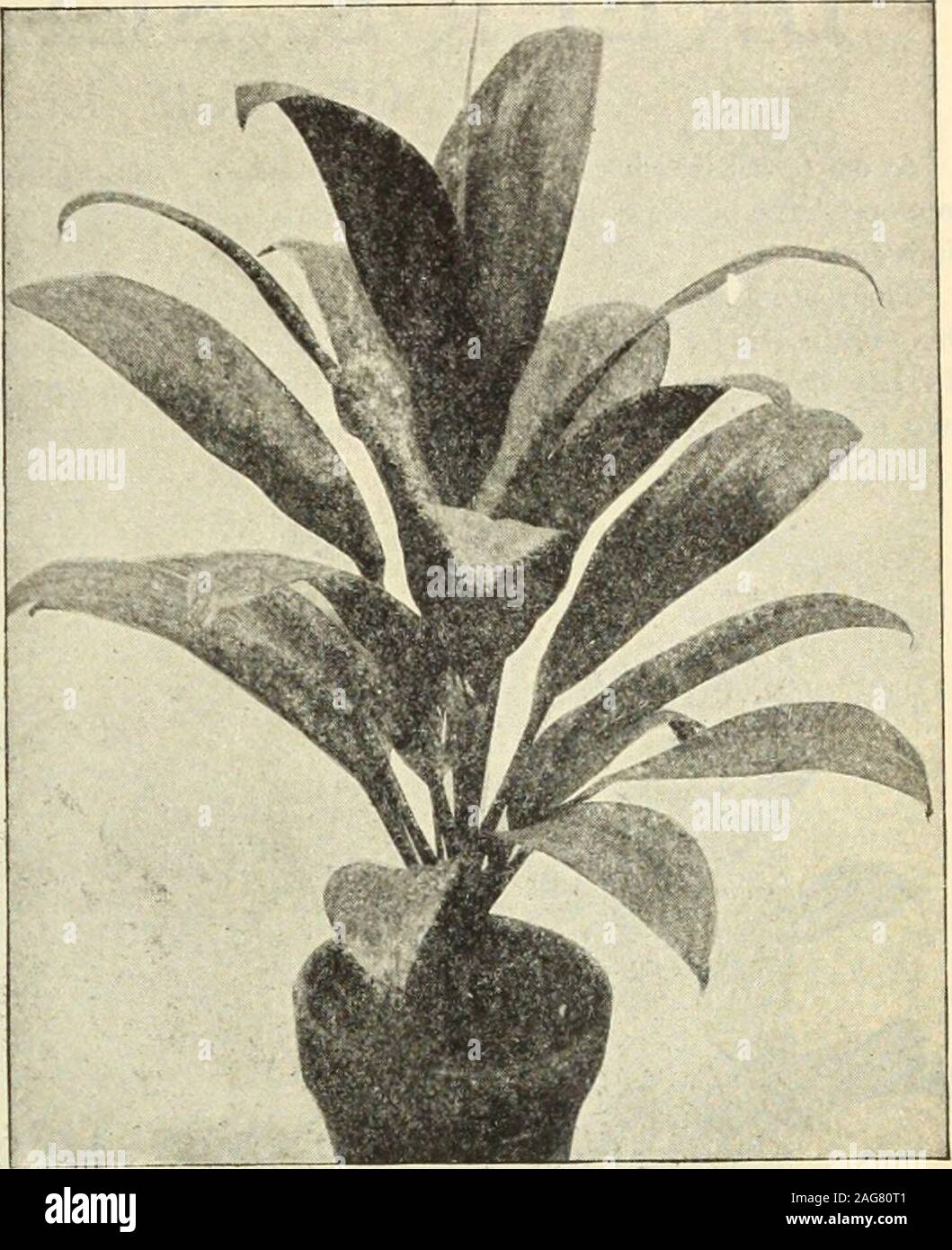 . Dreer's 1913 garden book. Bright green, irregularly spotted with white, midrib and stems creamy-white.Bausei. Leaves yellowish-green, blotched dark green and spotted white.Bowmanni. Rich deep green leaves, blotched with irregular markings of light pea-green.Eburnea. Light green, profusely dotted and spotted with white, footstalks stained pale cinnamon; a very pretty species.Imperialis. Dark green with yellow spots.Jenmanii. Long, narrow, bright green foliage, spotted with white.Leopoldi. Satiny green, broad ivory-white midrib.JHagnifica. Shining sombre green foliage, variegated with blotches Stock Photo